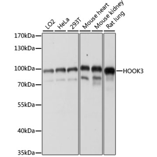 HOOK3 Rabbit Polyclonal Antibody