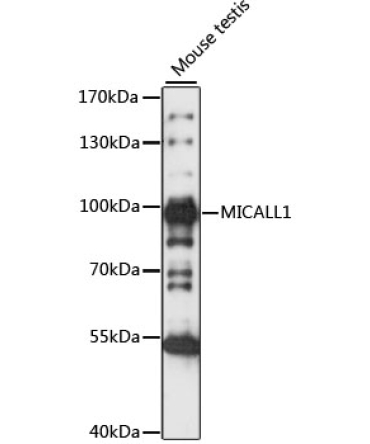 MICALL1 Rabbit Polyclonal Antibody