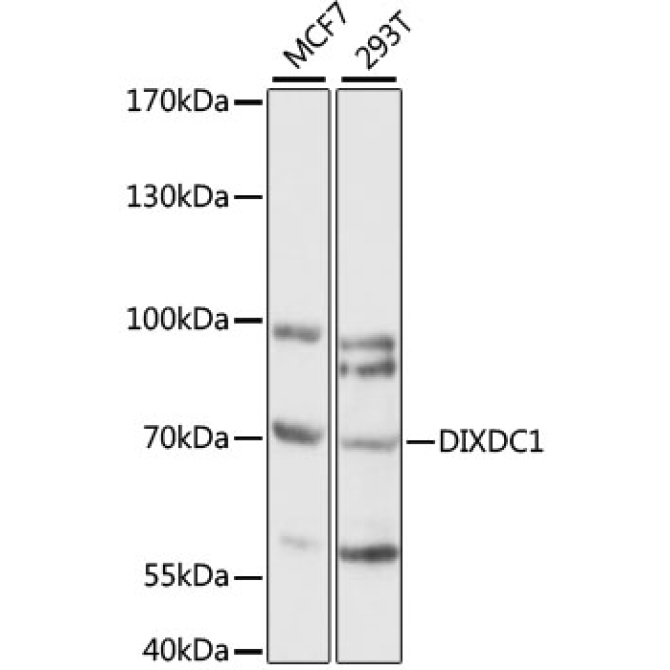 DIXDC1 Rabbit Polyclonal Antibody