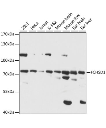 FCHSD1 Rabbit Polyclonal Antibody
