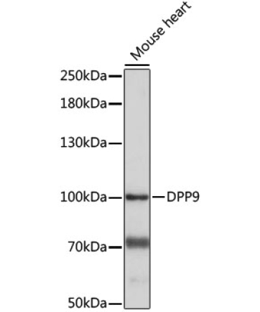 DPP9 Rabbit Polyclonal Antibody