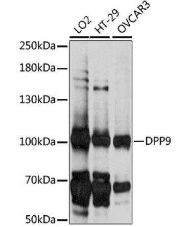 DPP9 Rabbit Polyclonal Antibody