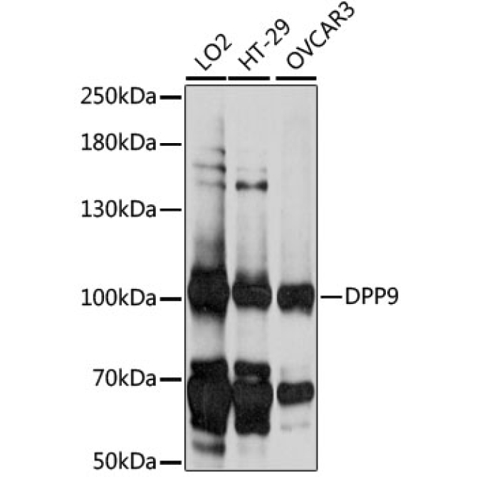 DPP9 Rabbit Polyclonal Antibody