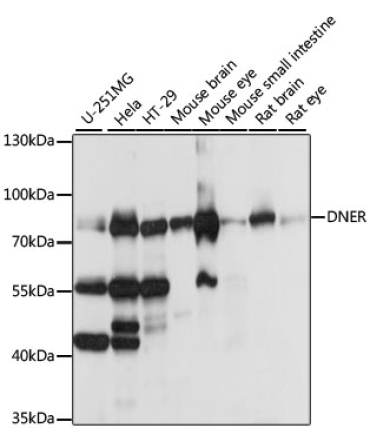 DNER Rabbit Polyclonal Antibody