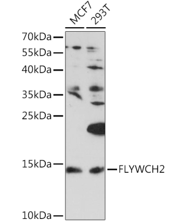 FLYWCH2 Rabbit Polyclonal Antibody