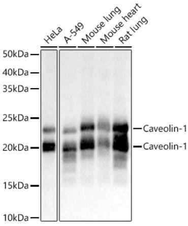 Caveolin-1  Rabbit Polyclonal Antibody