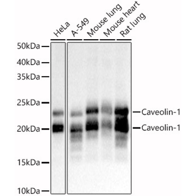 Caveolin-1  Rabbit Polyclonal Antibody