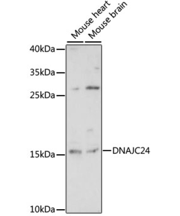 DNAJC24 Rabbit Polyclonal Antibody