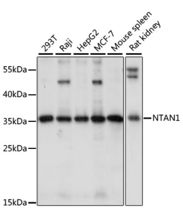 NTAN1 Rabbit Polyclonal Antibody