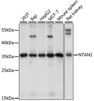 NTAN1 Rabbit Polyclonal Antibody
