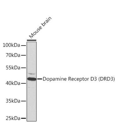 Dopamine Receptor D3 (DRD3) Rabbit Polyclonal Antibody