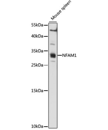 NFAM1 Rabbit Polyclonal Antibody