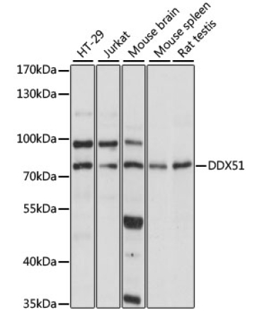 DDX51 Rabbit Polyclonal Antibody