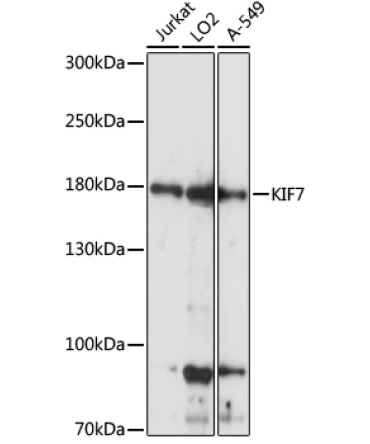KIF7 Rabbit Polyclonal Antibody