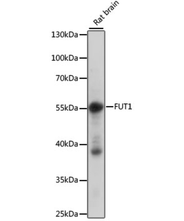 FUT1 Rabbit Polyclonal Antibody