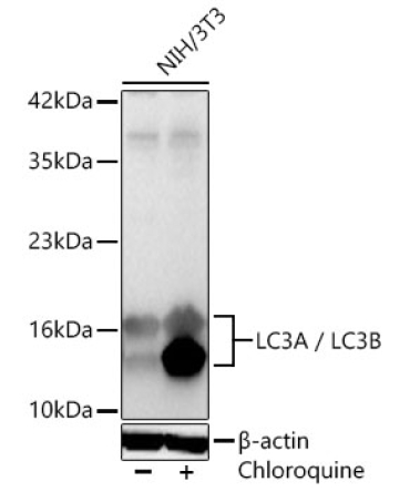 LC3A / LC3B Rabbit Polyclonal Antibody