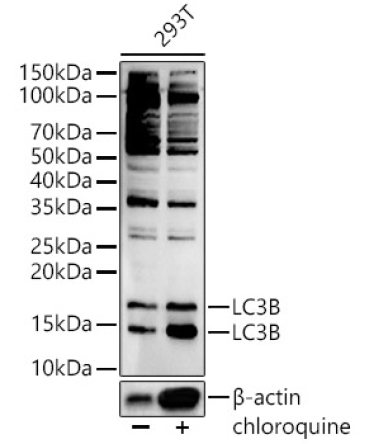 LC3B Rabbit Polyclonal Antibody