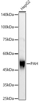 PAH Rabbit Polyclonal Antibody