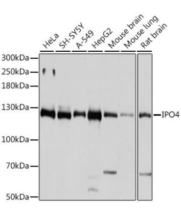 IPO4 Rabbit Polyclonal Antibody
