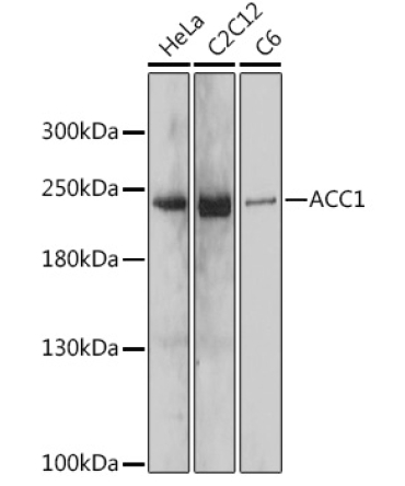 ACC1 Rabbit Polyclonal Antibody