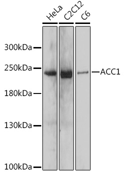 ACC1 Rabbit Polyclonal Antibody