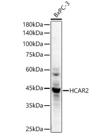 GPR109A/HM74A/HCAR2 Rabbit Polyclonal Antibody