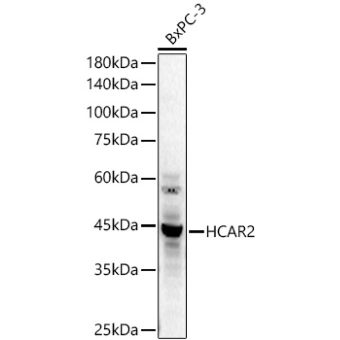 GPR109A/HM74A/HCAR2 Rabbit Polyclonal Antibody