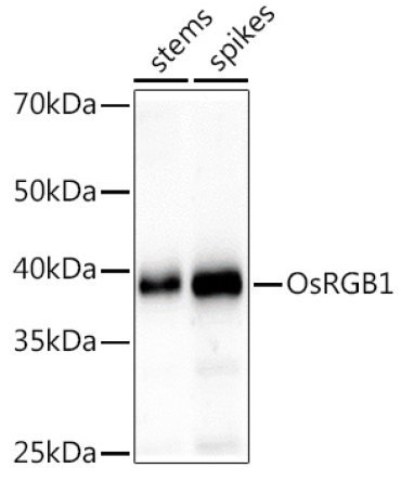 OsRGB1 Rabbit Polyclonal Antibody