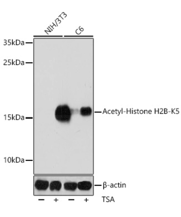 Acetyl-Histone H2B-K5 Rabbit Polyclonal Antibody