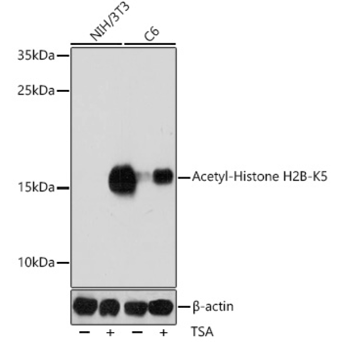 Acetyl-Histone H2B-K5 Rabbit Polyclonal Antibody