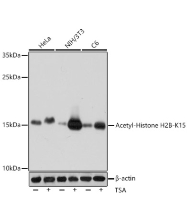 Acetyl-Histone H2B-K15 Rabbit Polyclonal Antibody