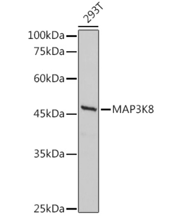 MAP3K8 Rabbit Polyclonal Antibody