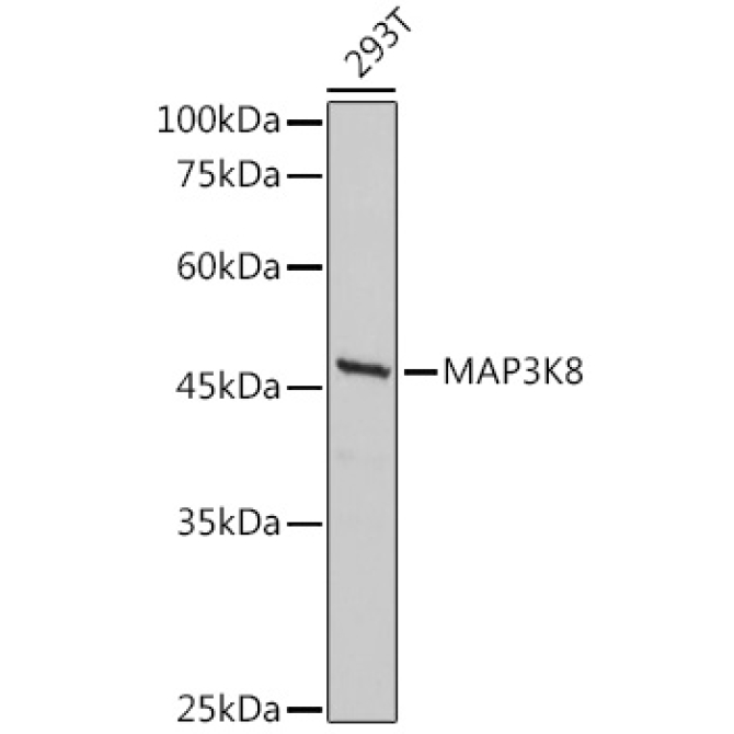 MAP3K8 Rabbit Polyclonal Antibody