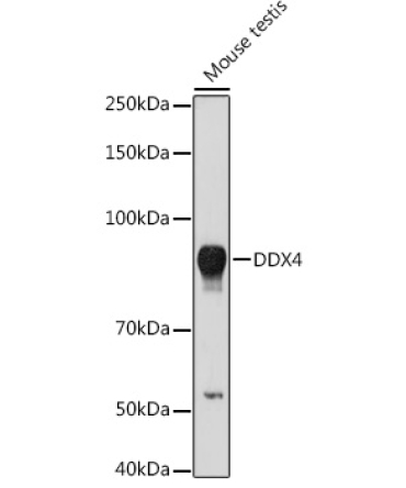 DDX4 Rabbit Polyclonal Antibody