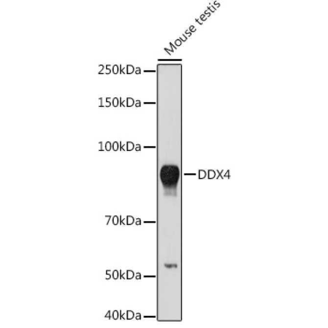 DDX4 Rabbit Polyclonal Antibody