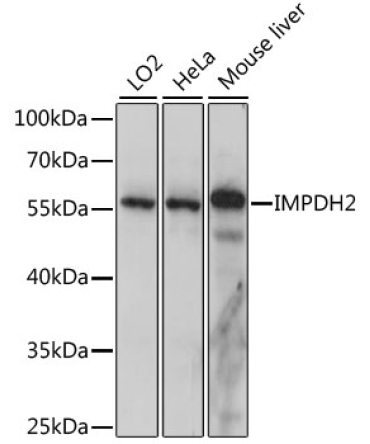 IMPDH2 Rabbit Polyclonal Antibody