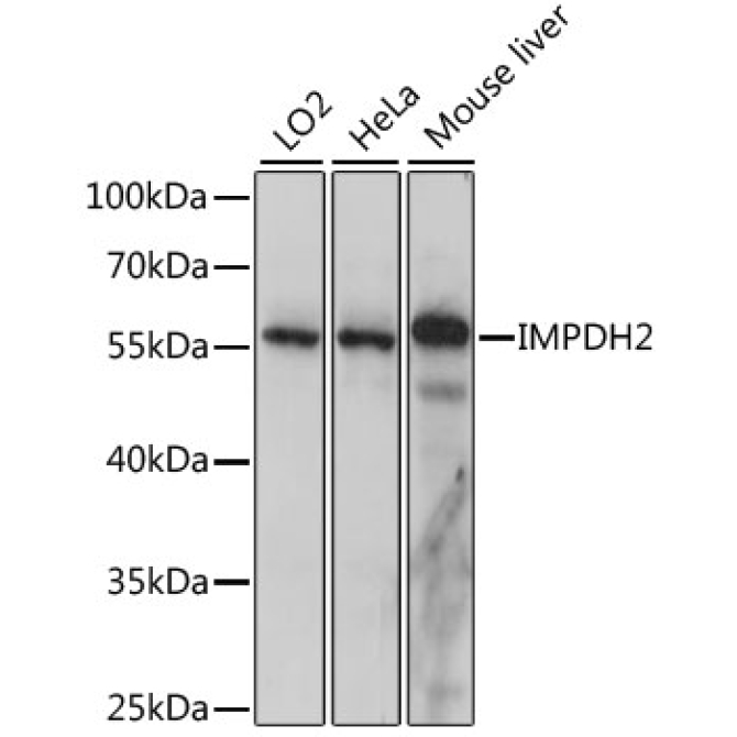 IMPDH2 Rabbit Polyclonal Antibody