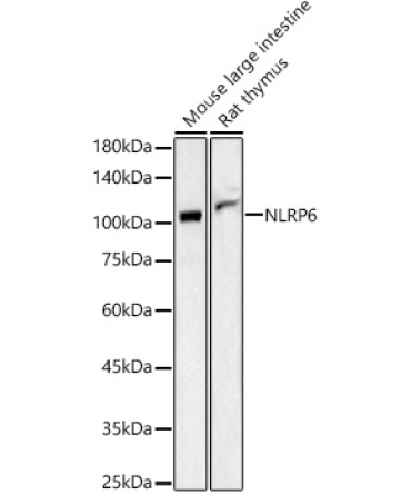 NLRP6 Rabbit Polyclonal Antibody