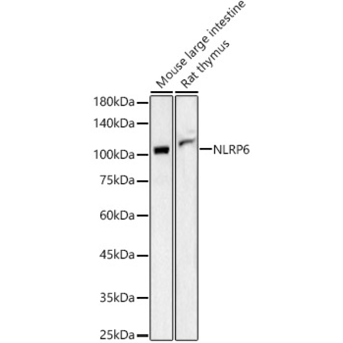 NLRP6 Rabbit Polyclonal Antibody