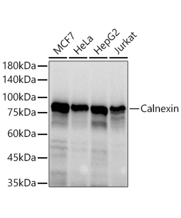 Calnexin Rabbit Polyclonal Antibody