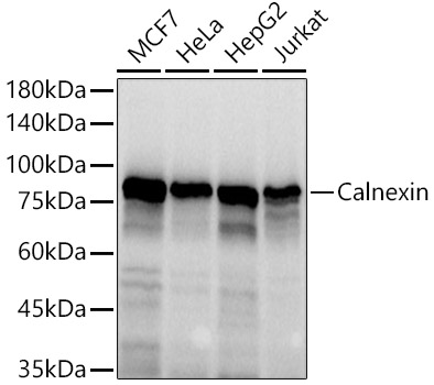 Calnexin Rabbit Polyclonal Antibody