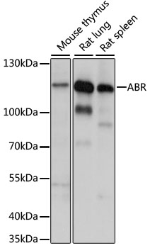 ABR Rabbit Polyclonal Antibody
