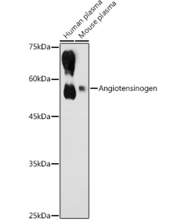 Angiotensinogen Rabbit Polyclonal Antibody