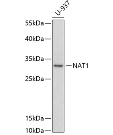 NAT1 Rabbit Polyclonal Antibody