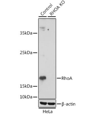 RhoA Rabbit Polyclonal Antibody [KO Validated]