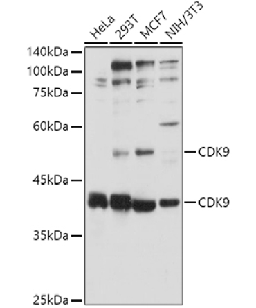 CDK9 Rabbit Polyclonal Antibody