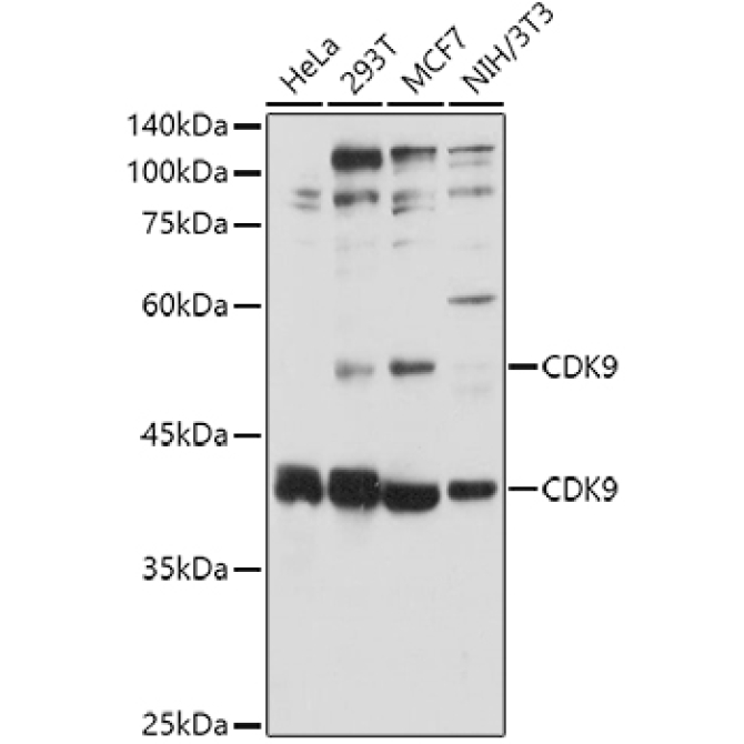 CDK9 Rabbit Polyclonal Antibody