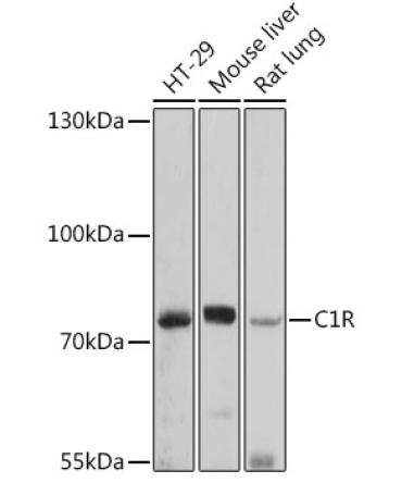 C1R Rabbit Polyclonal Antibody