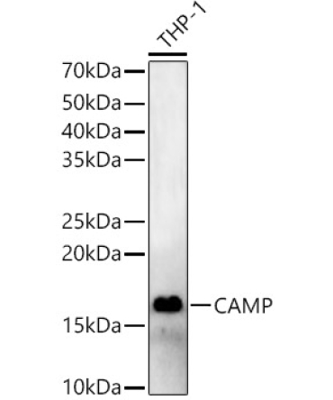 CAMP Rabbit Polyclonal Antibody