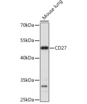 CD27 Rabbit Polyclonal Antibody